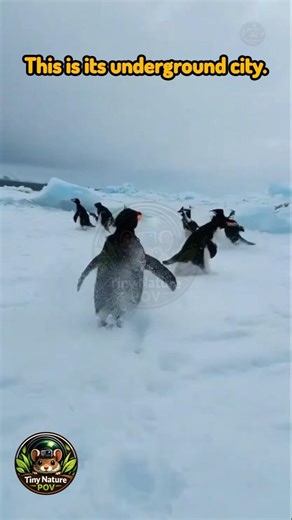 POV: Inside a Penguin Colony | Tiny Nature POV #shorts