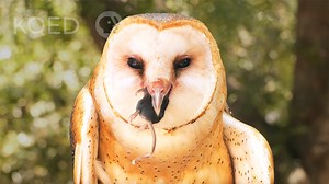 Barn owls swoop down on rodents and swallow them whole – gophers, voles and mice, gone in a few gulps. But how do they keep down all that food? Well, they don’t. In a few stomach-turning steps, they transform the varmints into compact balls of fur and bones known as pellets. | Deep Look • PBS