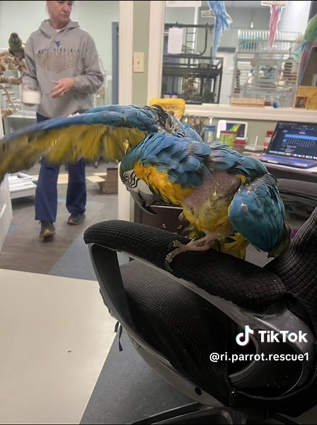 Meet Rocky the Blue & Gold Macaw