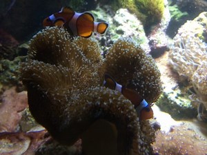 clownfish and their anemones