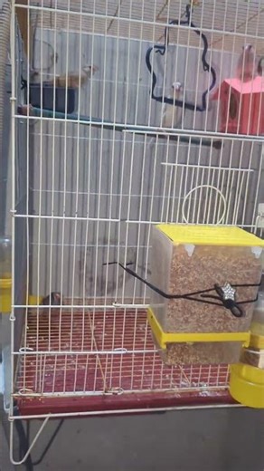 My Java Finch Singing Sweetly 🎶Tags: java finch singing, bird sound, finch song, java