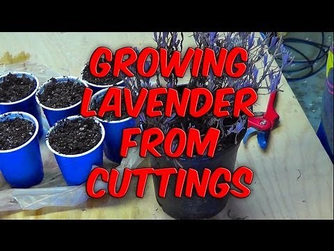 Propagating and Growing Lavender From Cuttings