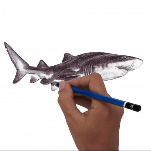176K views · 3.7K reactions | How to draw a Sand Tiger Shark Step by step ... | Veri Apriyatno Artist | Facebook