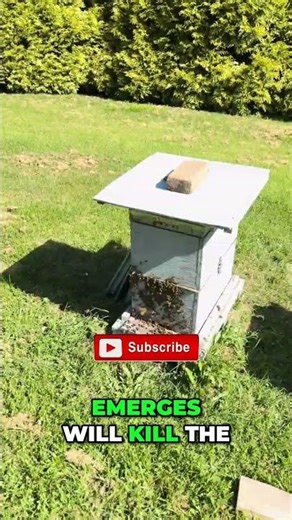 STOP Swarming! How to Manage Queen Cells & Bait Hives #shorts