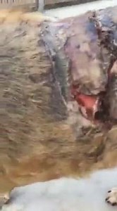 8.7K views · 32 reactions | Lionel's Legacy on Reels | Facebook