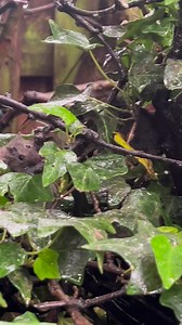 27K views · 2.5K reactions | Have you ever seen a wild mouse do pull ups, either had I until today these amazing mouse families that live in our garden | The Mouse family that live by the brambles | Facebook