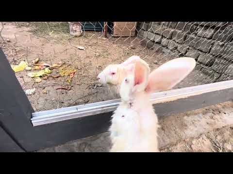 Rabbits Fight Again 😱 | Pond Cleaning | Pet Care Story | Apna Chidiya Ghar | #viral #vlog #dailyvlog