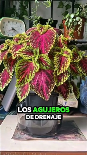 Tus plantas se enferman por esto | Error común al regar plantas