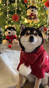 83K views · 3.1K reactions | This year’s Christmas magic is...