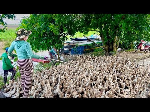 Vietnamese farmers raise laying ducks: how they put thousands of ducks on the ship to migrate
