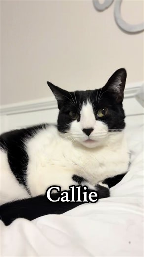 Meet The Country Cats 🐈🐈‍⬛ Tell us where you’re following from 🤠 #fullhouse #cattok #fyp #foryouoage #cutecat