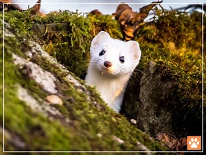 5 Common Types of Weasels (With Pictures) - VIVO Pets