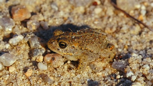 Un crapaud calamite traverse un paysage sablonneux