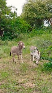34K views · 97 reactions | Voice Angry donkeys Wild Behaviours village #donkey #shorts #entertainment #Dese #lifestyle #fun #reels #animal #funnyanimals #animallover #loveanimals #camels #village #villagelife #vlogs #nature #wildlife #crazy #petlover #amazingvideo #unitedkingdom #animalsofinstagram #PetDentalHealthMonth | Animals lifedesert | Facebook