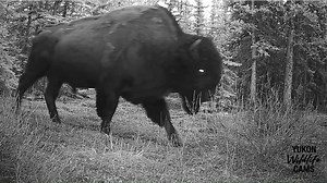 197K views · 7.8K reactions | Three weeks from May bookended by a pair of towering bison with a handful of species in between .... a black bear, coyotes, porcupine, a cow moose with last years calf, and an elk. It never ceases to amaze me that such a variety of species inhabit the same area. #yukonwildlife | Yukon Wildlife Cams | Facebook