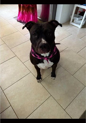 Luna’s first birthday was a success!🥳🎂#xlbully #fyp