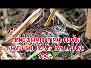 Tiếng Chim Cút Mồi Chuẩn Không Tạp Âm / Gọi Là Đến - Bẫy Là Dính 100%