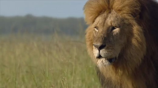 非洲猫科：勇气国度(诺迟联盟)