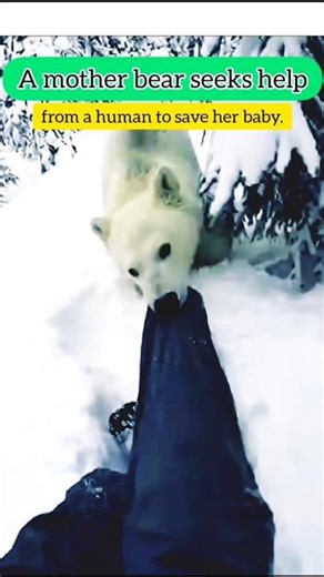 Mother Bear Asks Human for Help 🐻 | Emotional Animal Rescue Story #shorts #shortsfeed #animals