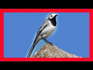 White Wagtail Song! White Wagtail Call! White Wagtail Sound- Lavandera Blanca Canto - Motacilla Alba