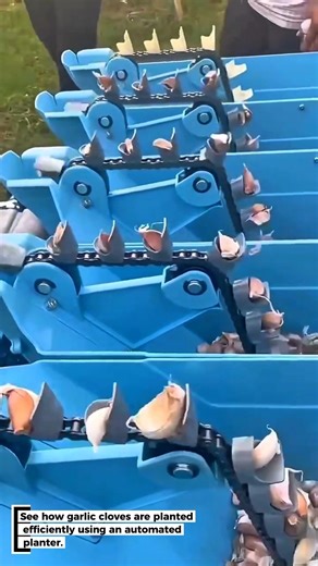 Garlic Planting with Automated Planter