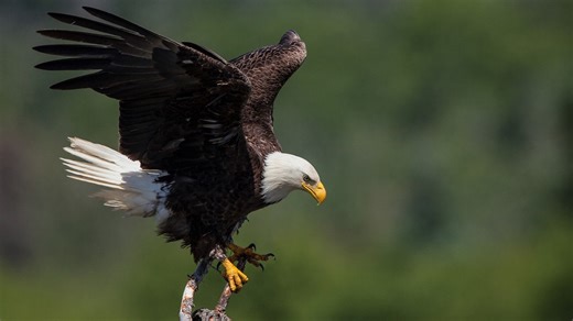 Wildlife officials investigate deadly shooting of Bald eagle