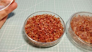 食虫植物Re：智利毛毛虫水苔复活实验开始！