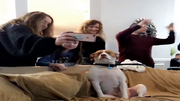 Awkward dog looks uncomfortable at a party with humans