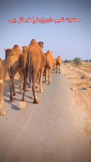 حضرت تمیم داری(رض) فرماتے ہیں/اونٹ کا واقعہ/Camel/❤💞