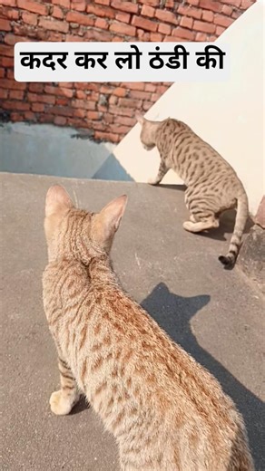 New comedy shorts😭🤣 #comedy #comedyshorts #viral #shorts