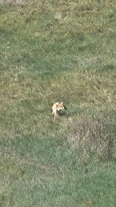 The Red Shadow Fox on the Move #hunting #outdoors #hunt #hunter #deerhunting #huntingseason | Predator's World