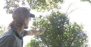 Extreme weather puts stress on trees. What to look for in your yard