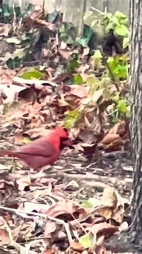 Gabriella Bird Dance #fyp #viral #fypシ #bird #animals #dance
