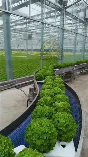 Automated Hydroponic Lettuce Harvest in a Modern Greenhouse 🌱🚜 | Advanced Farming Technology!