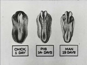 Development of a bird embryo