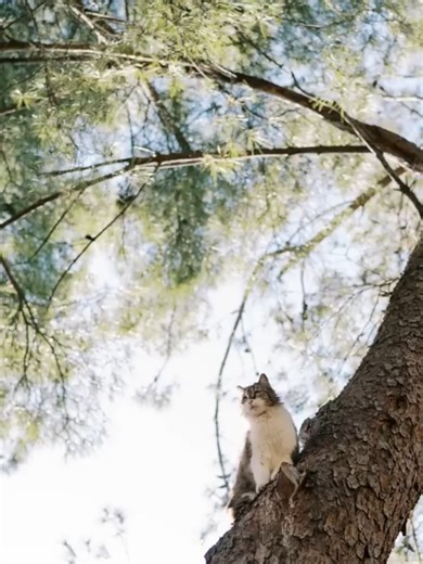 Cats and Trees - Friends or Foes _ The Mickey and Mouse Project#animalsoftiktok #wildliferescue #rescue #animalrescue #catsintrees Check the comments for more info!