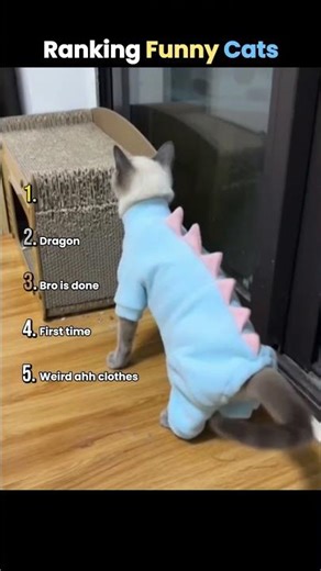 Ranking Funny Cats