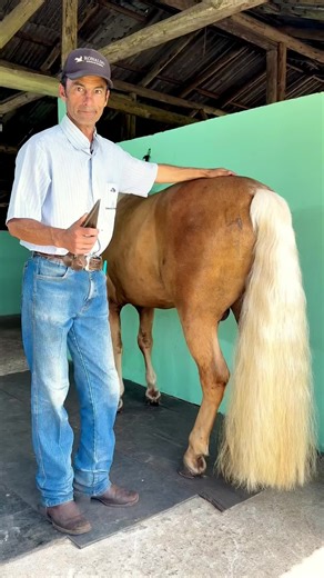 Essential Hoof Care Tips from a Farrier