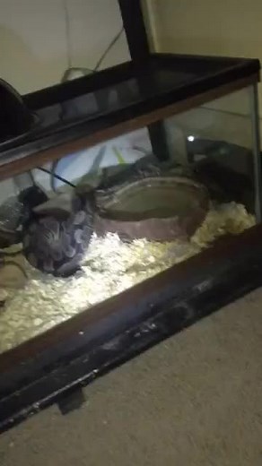 Snakes FART?!?! (via; @froggy.exe)