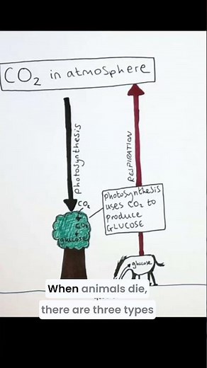 ♻️ The Carbon Cycle in 30 Seconds! 🌍 | Grade 9 GCSE Biology