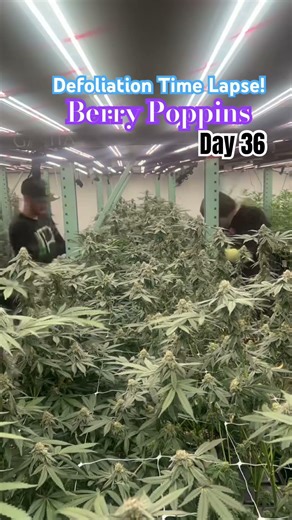 Bud Board Vertical Garden time lapse of leaf defoliation on Berry Poppins day 36! #newmexico #craft