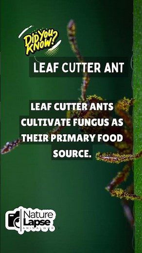 Leaf Cutter Ants: Nature's Underground Farmers!