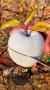 Exotic and delicious! 🥭 Discover fruits you've probably never heard of, but will definitely want to try. A culinary adventure awaits! #exoticfruits #foodie #foodporn #unusualfruits #delicious #rare #culinaryadventure #tastebuds #gastronomy #foodstagram 📷: iWonderalot | Eyebiokin Kenny Peter