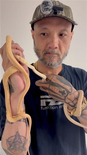 Snow & Albino Het Axanthic Carpet Pythons