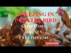 SNEEZING IN POULTRY BIRD 🐔🐔 🤧🤧🤧.