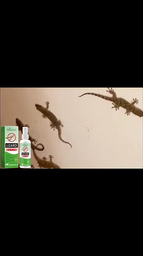 年 Keep Geckos /Lizards Away, the Safe & Natural Way!  Protect your...