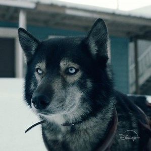 356K views · 1.6K reactions | An underdog will become their only hope. Togo, an Original Movie, now streaming on #DisneyPlus. | Walt Disney Studios | Facebook