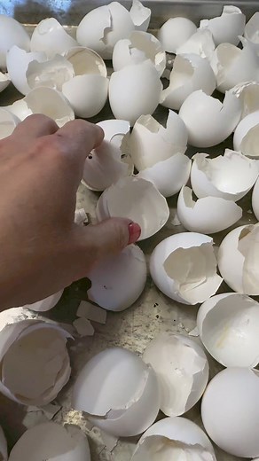 123K views · 1K reactions | Homemade Calcium Garden Fertilizer -...