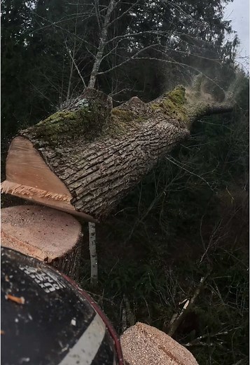 Complex Tree Removal: Cedar and Maple Challenge