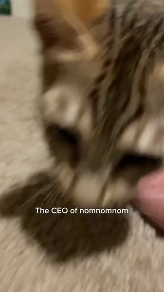 Exploring the Charm of Savannah Cats on TikTok
